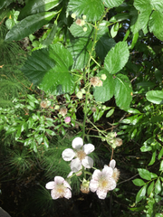 Candicantes