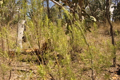 Cassinia laevis