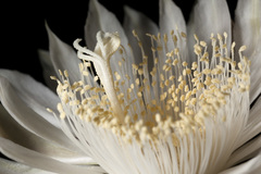 Peniocereus greggii greggii