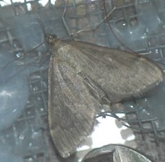 Anania fuscalis