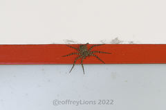 Philodromus spinitarsis