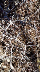 Pittosporum anomalum