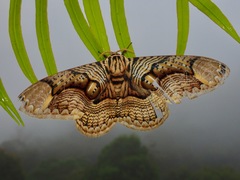 Brahmaea hearseyi