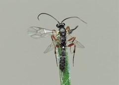Limneriini