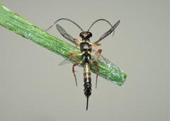 Limneriini
