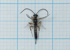Limneriini