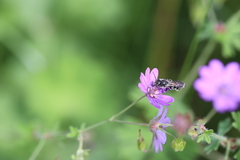Chelostoma rapunculi