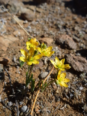 Ornithogalum rupestre
