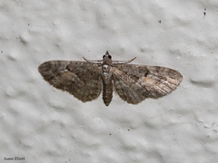 Eupithecia lariciata