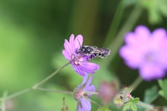 Chelostoma rapunculi