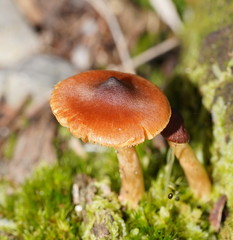 Cortinarius mastoideus