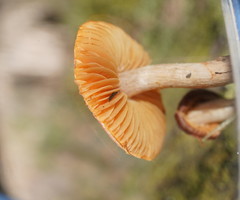 Cortinarius mastoideus