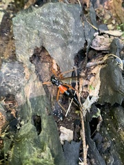 Tanyptera