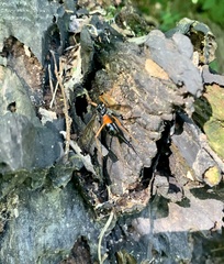 Tanyptera
