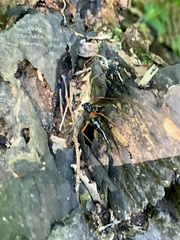 Tanyptera