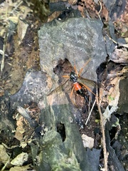 Tanyptera