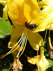 Anthophila