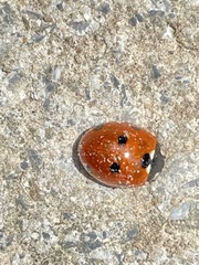 Coccinella septempunctata