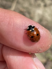 Coccinella septempunctata