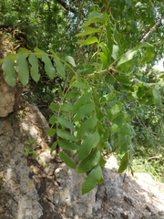 Pistacia atlantica
