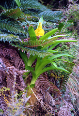 Bulbinella rossii