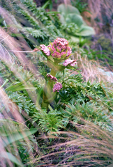 Anisotome latifolia
