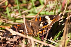 Junonia coenia coenia