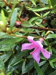 Rhododendron kanehirai