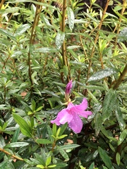 Rhododendron kanehirai