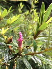 Rhododendron kanehirai
