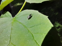 Chalcidoidea