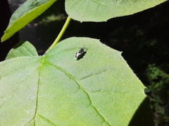 Chalcidoidea
