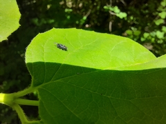Chalcidoidea