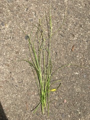 Carex remota