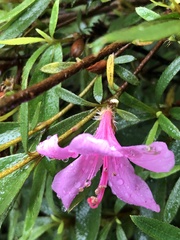 Rhododendron kanehirai