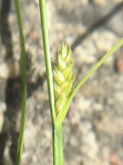 Carex remota