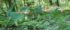 Polygonatum biflorum