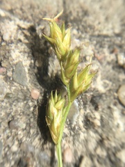 Carex remota