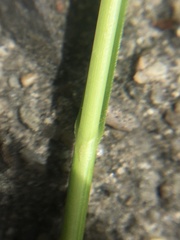 Carex remota