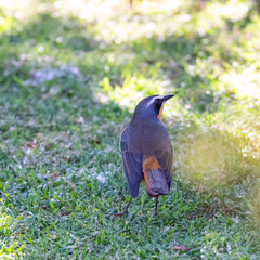 Cossypha caffra caffra