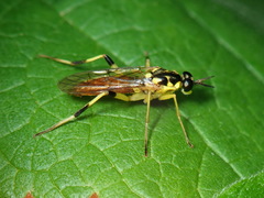 Xylomya tenthredinoides