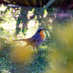 Cossypha caffra caffra