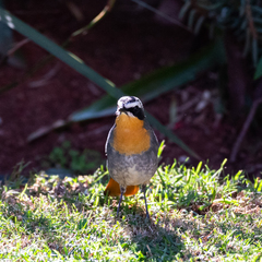 Cossypha caffra caffra