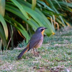 Cossypha caffra caffra