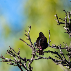 Chalcomitra amethystina amethystina