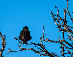 Chalcomitra amethystina amethystina