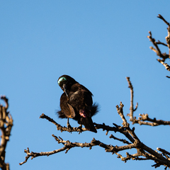 Chalcomitra amethystina amethystina