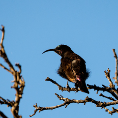 Chalcomitra amethystina amethystina