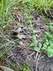 Bombus