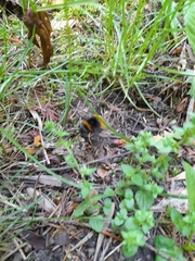 Bombus